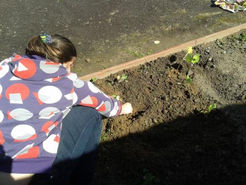 Plantação de alfaces - aluna do ensino especial a plantar alfaces na horta